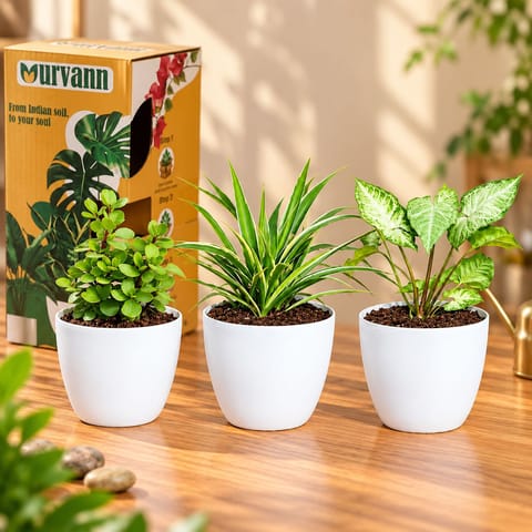 The Gifting Trio - Set of 3 - Jade, Spider & Syngonium Green in 4 Inch White Orchid Round Plastic Pot in Premium Gifting Box