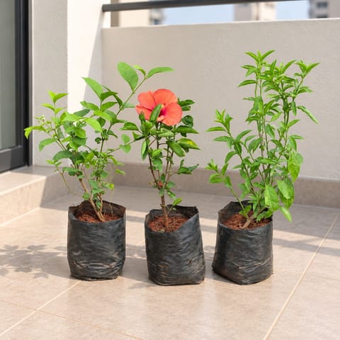 Flowering Perennial Combo - Set of 3 - Mogra, Hibiscus & Raat ki Rani / Night Blooming Jasmine in 6 inch Nursery Bag