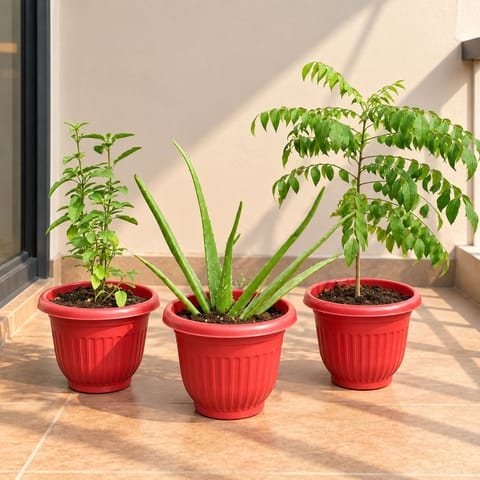 Herbs & Wellness Combo - Set of 3 - Curry patta, Aloe vera & Tulsi in 8 Inch Red Olive Plastic Pot