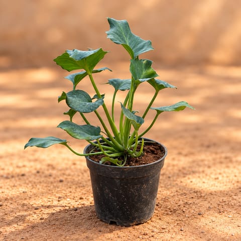Philodendron Xanadu Green in 6 Inch Nursery Pot