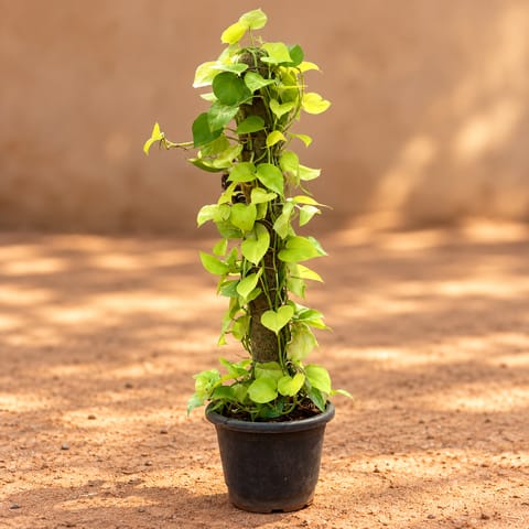 Money Plant Golden with 3 ft Moss Stick in 10 Inch Nursery Pot