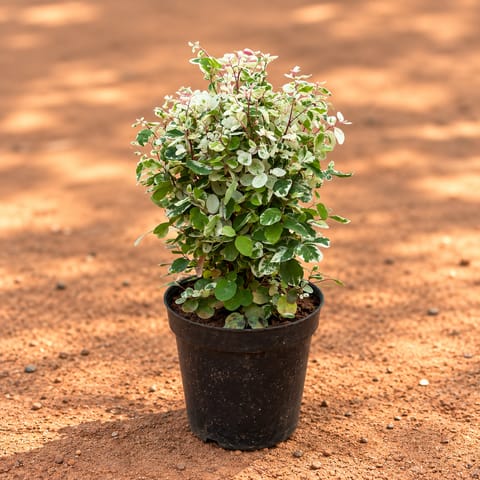 Snow Bush in 5 Inch Nursery Pot