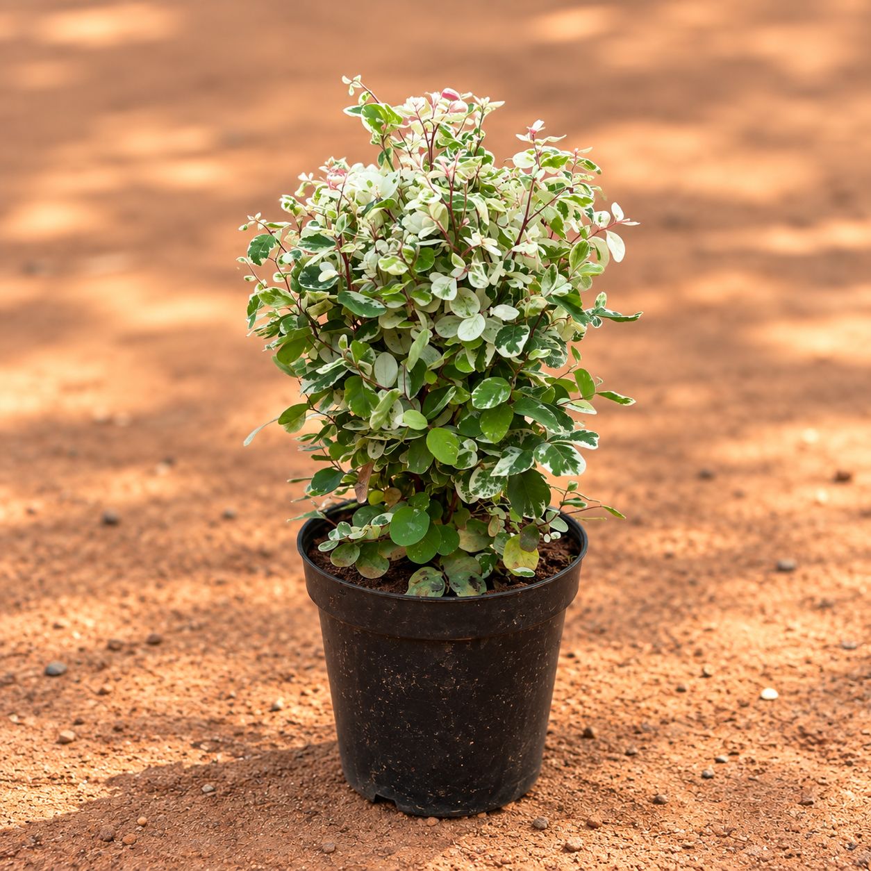 Snow Bush in 5 Inch Nursery Pot