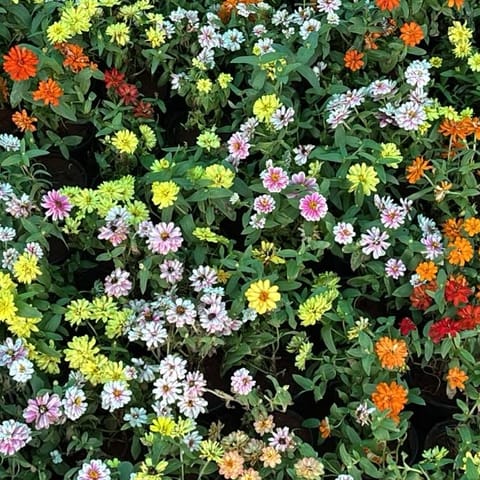 Set of 3 - Zinnia (Any Colour) in 5 Inch Nursery Pot
