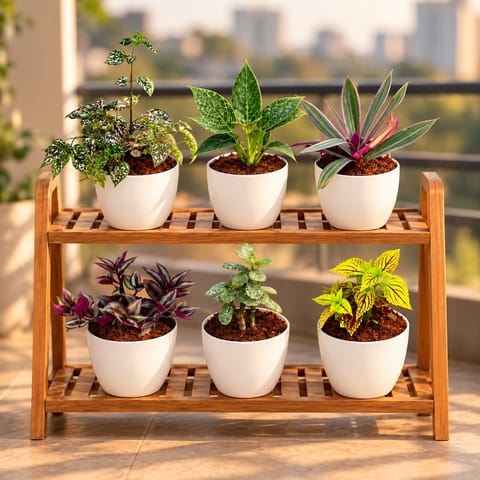 Vibrant Plants Combo - Set of 6 - Hypoestes / Polka Dot, Philodendron Birkin, Rhoeo / Durangi, Wandering Jew, Crassula Ovata / Jade Succulent & Coleus (Any Colour) in 6 Inch White Premium Orchid Round Plastic Pot | Decorative Colorful Plants