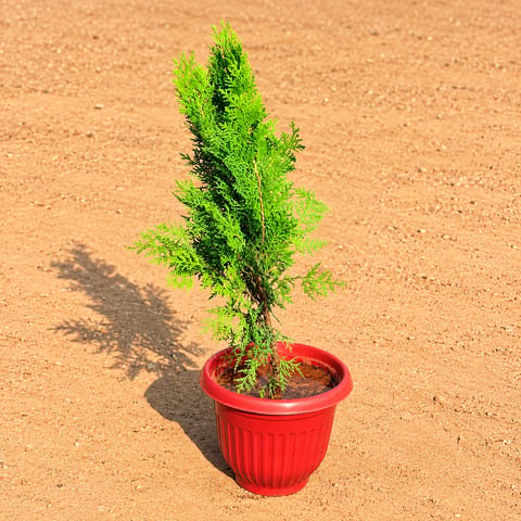 Golden Morpankhi in 8 Inch Terracotta Red Olive Plastic Pot
