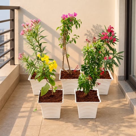The Enchanted Garden Combo - Set of  5 - Kaner / Oleander Red, Bougainvillea, Kaner / Oleader Pink , Tecoma & Jattropha (any colour) in 08 Inch White Premium Tokyo Square Plastic Pot