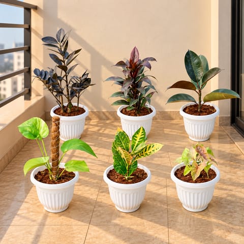 Set of 6 - Zz Black, Dracaena Ananas, Rubber Black, Money Plant with Moss Stick, Croton Petra Yellow & Syngonium Bronze in 8 Inch White Olive Plastic Pot