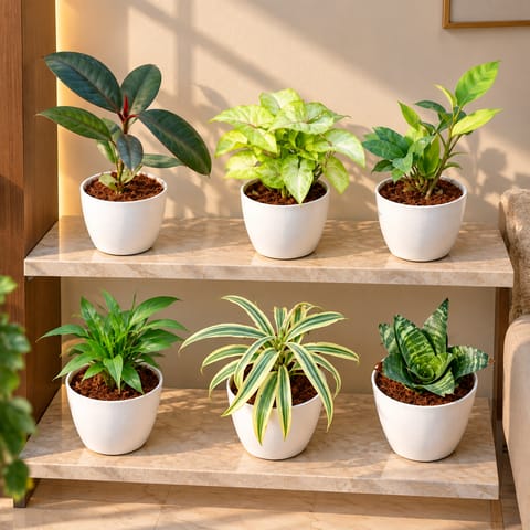 Air Purifying Special - Set of 6 - Rubber, Syngonium Yellow, ZZ green, Peace Lily, Song of India & Snake Green in 4 Inch White Premium Orchid Round Plastic Pot