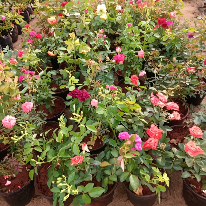 English Rose (any colour) in 6 Inch Nursery Pot