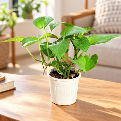 Beginner Friendly - Money Plant Green in 4 Inch Nursery Pot