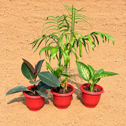 Set of 3 - Rubber, Cane Palm & Dieffenbachia Seguine in 8 Inch Terracotta Red Olive Plastic Pot