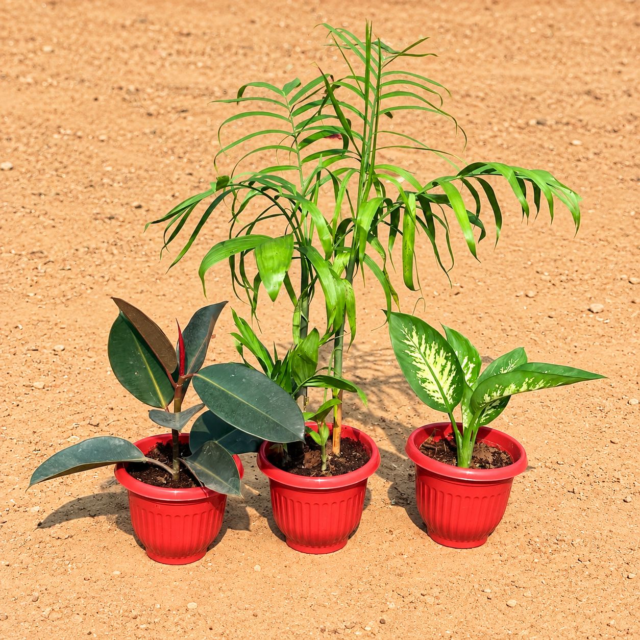 Set of 3 - Rubber, Cane Palm & Dieffenbachia Seguine in 8 Inch Terracotta Red Olive Plastic Pot