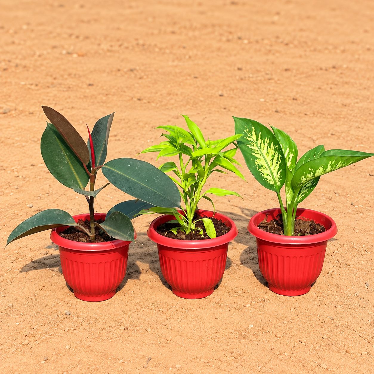 Set of 3 - Rubber, Lucky Bamboo & Dieffenbachia Seguine in 8 Inch Terracotta Red Olive Plastic Pot