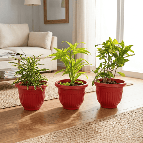 Foliage Steal - Set of 3 - Chironji Croton, Lucky Bamboo & Baby Croton in 8 Inch Terracotta Red Olive Plastic Pot