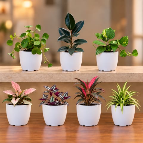 Ready To Move In Indoor Plants & Decor Combo - Set of 7 - Brahmi Dollar, Rubber Black, Money Plant Green, Syngonium Pink, Wandering Jew, Dracaena Rosea & Spider Green in 6 Inch White Premium Orchid Round Plastic Pot