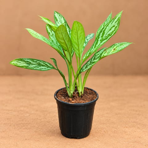 Large Aglaonema Silver King in 6 Inch Black Nursery Pot