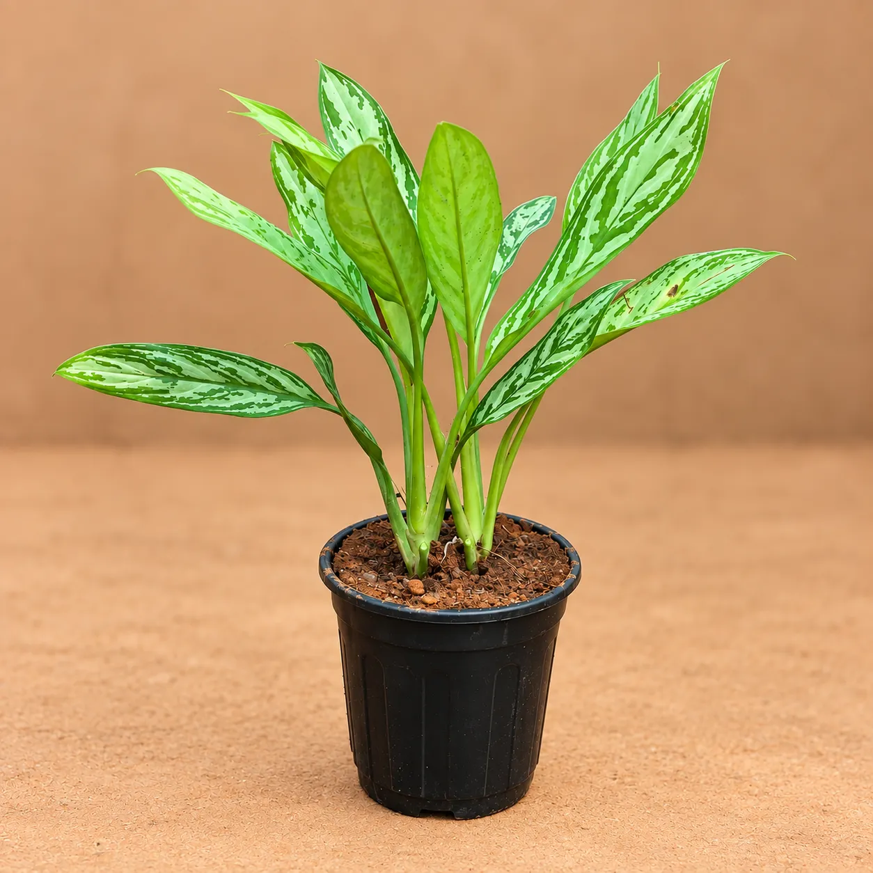 Large Aglaonema Silver King in 6 Inch Black Nursery Pot