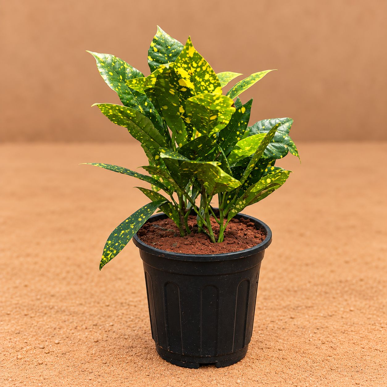 Large Baby Croton in 6 inch Nursery Pot | Bright Foliage