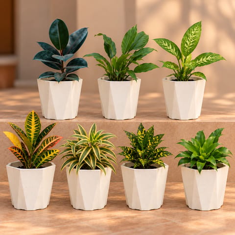 Elegant Home Decor - Set of 7 - Rubber Black, Peace lily, Dieffenbachia, Croton Petra, Song Of India, Baby Croton & Dracaena Compacta in 6 Inch Diamanti Plastic Pots | Home & Office Decor
