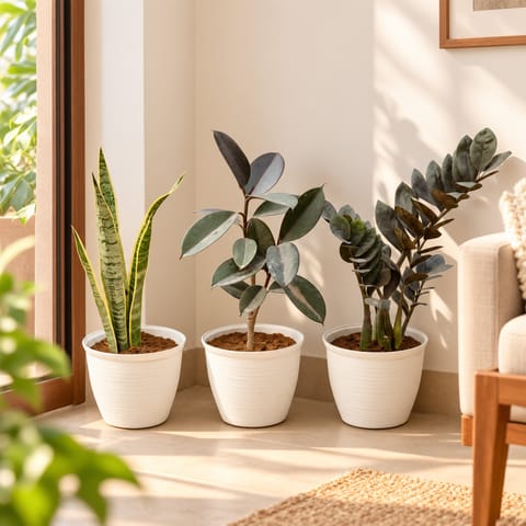 Hard to Kill Combo - Set of 3 - Snake Yellow, Rubber Black & Zz Black in 08 Inch White Marble Premium Milo Round Plastic Pot