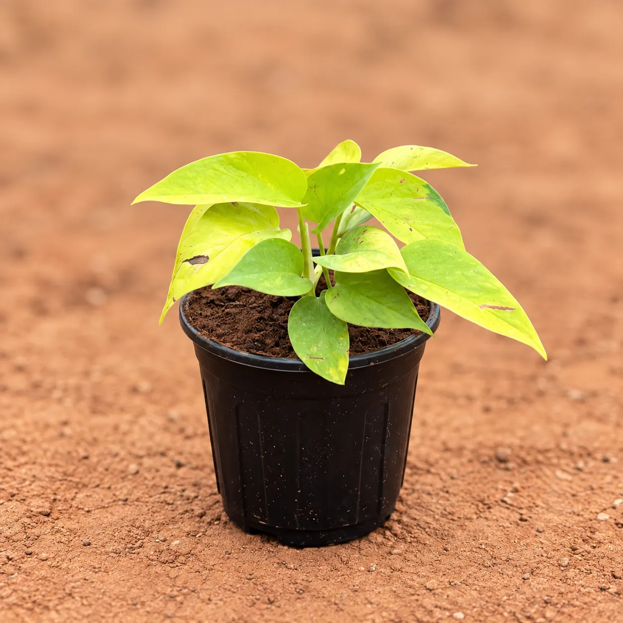 Large Money Plant Golden in 6 Inch Black Super Nursery Pot