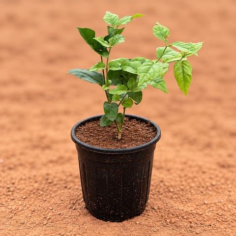 Large Mogra / Jasmine in 6 Inch Nursery Pot