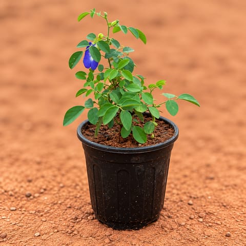 Large Aparajita / Asian Pigeonwings (Any Colour) in 6 Inch Black Nursery Pot | Easy care