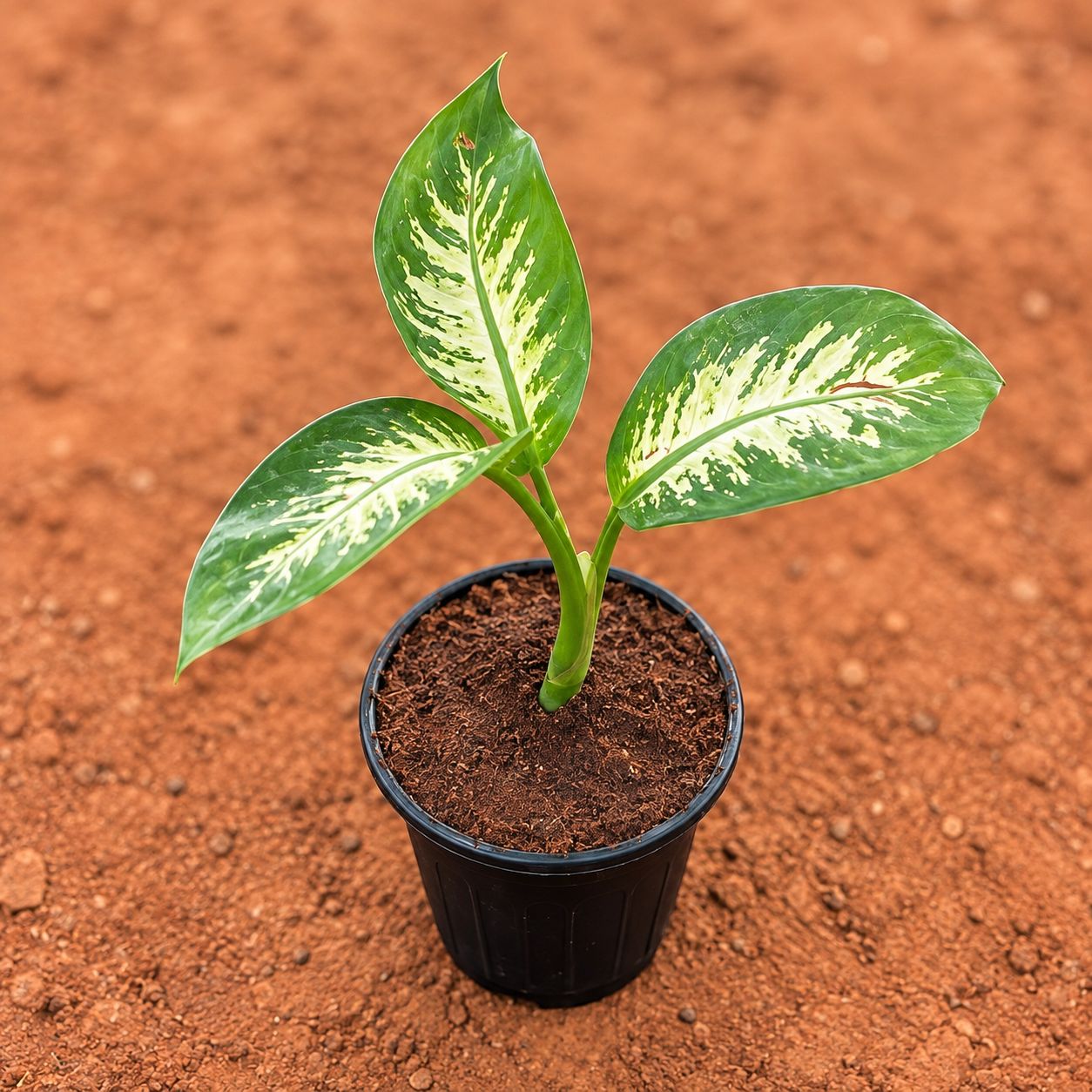 Large Dieffenbachia Seguine in 6 Inch Black Super Nursery Pot