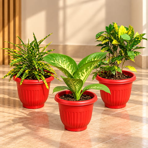 Leafy Paradise - Set of 3 - Chironji Croton, Dieffenbachia Seguine & Baby Croton in 8 Inch Terracotta Red Olive Plastic Pot