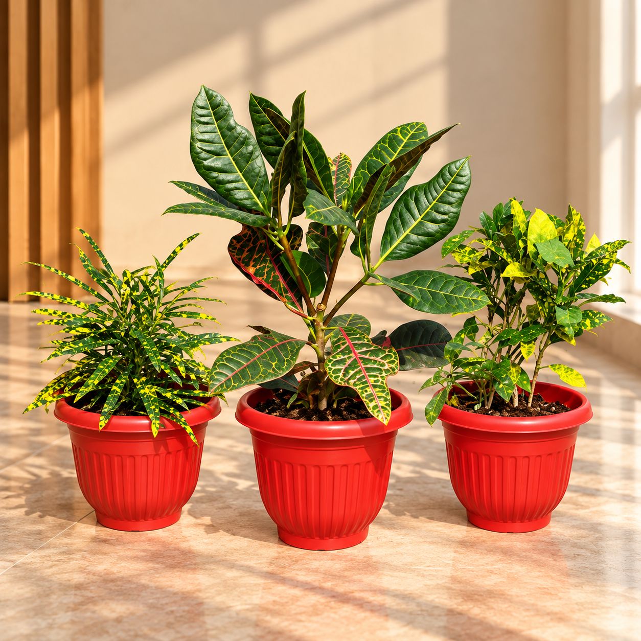 Croton Carnival - Set of 3 - Chironji Croton, Croton Petra & Baby Croton in 8 Inch Terracotta Red Olive Plastic Pot