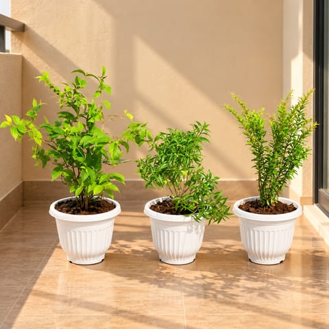 Balcony Garden - Set of 3 - Madhumalti / Rangoon Creeper Pink Pune, Chandni Dwarf & Cuphea / False Heather Pink in 8 Inch White Olive Plastic Pot | Flowering Plants