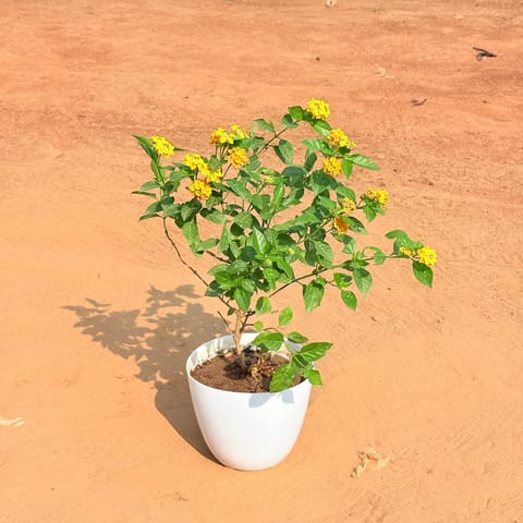 Lantana Yellow in 6 Inch White Premium Orchid Round Plastic Pot