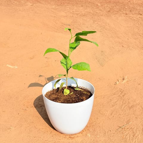 Belpatra in 6 Inch White Premium Orchid Round Plastic Pot