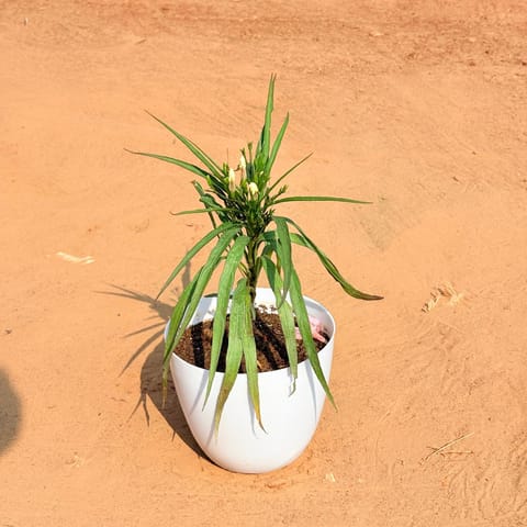 Ruellia (any colour) in 6 Inch White Premium Orchid Round Plastic Pot