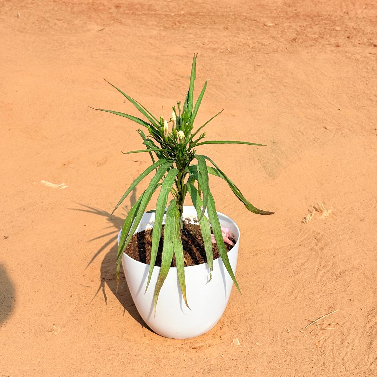 Ruellia (any colour) in 6 Inch White Premium Orchid Round Plastic Pot