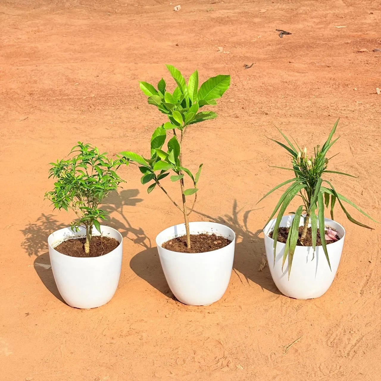 Set of 3 - Chandni Dwarf,  Double Chandni &  Ruellia (any colour) in 6 Inch White Premium Orchid Round Plastic Pot