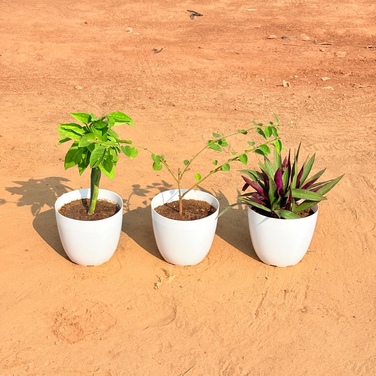 Set of 3 - Pedilanthus, Kund Bel / Jasmine & Rhoeo / Durangi in 6 Inch White Premium Orchid Round Plastic Pot