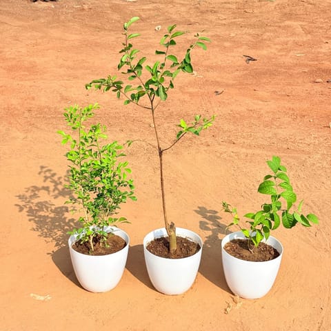 Set of 3 - Madhu Kamini White,  Lagerstormia / Pride of India &  Madhumalti / Rangoon Creeper Pink Pune in 6 Inch White Premium Orchid Round Plastic Pot