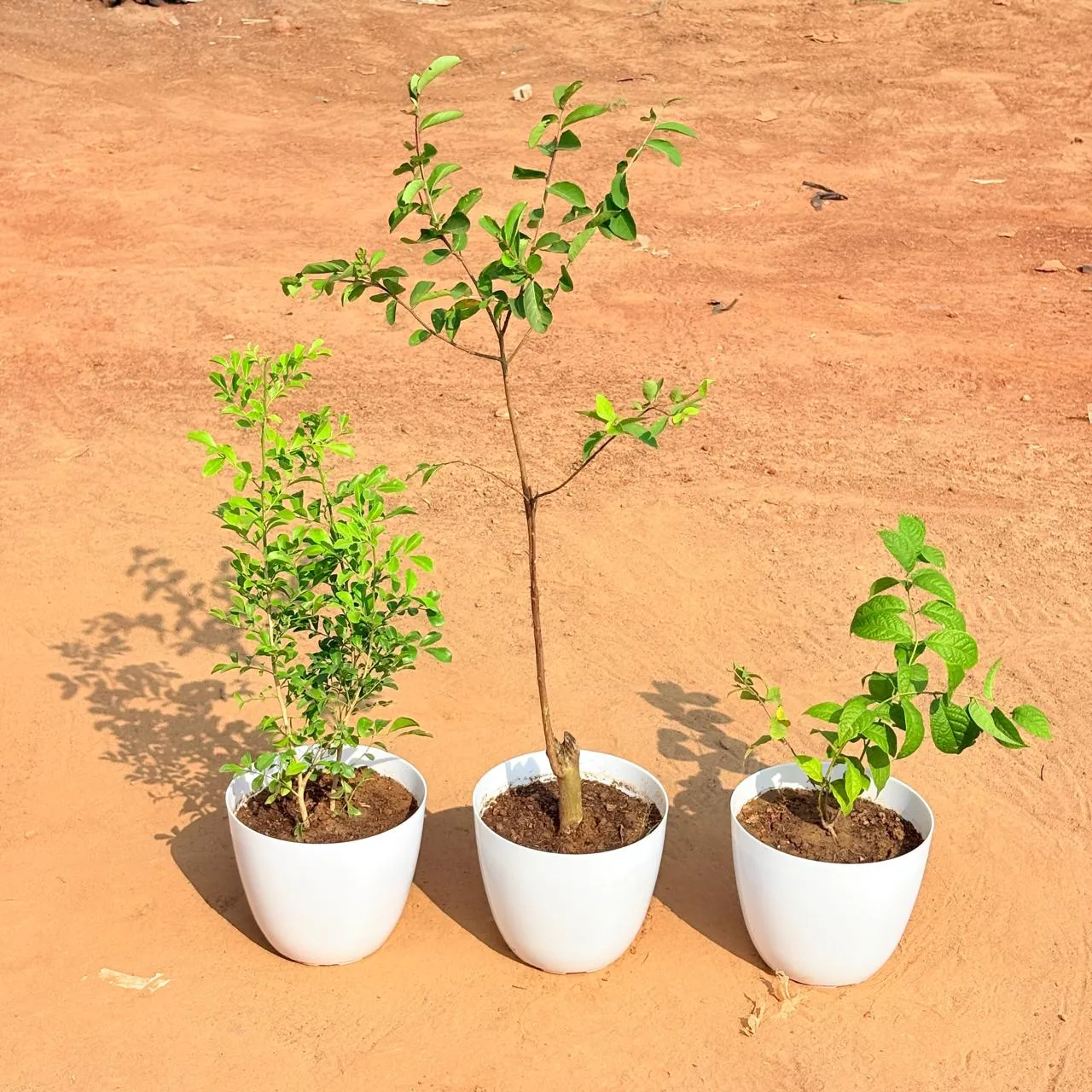 Set of 3 - Madhu Kamini White, Lagerstormia / Pride of India & Madhumalti / Rangoon Creeper Pink Pune in 6 Inch White Premium Orchid Round Plastic Pot