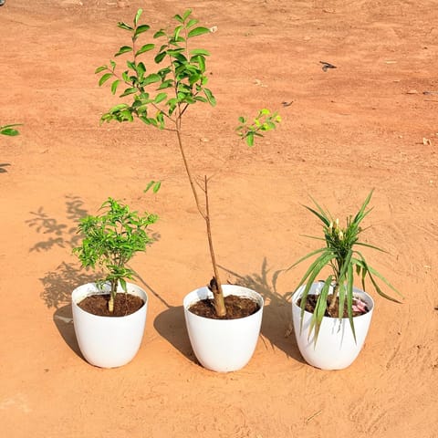 Set of 3 - Chandni Dwarf,  Lagerstormia / Pride of India &  Ruellia (any colour) in 6 Inch White Premium Orchid Round Plastic Pot