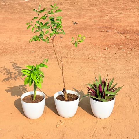 Set of 3 - Pedilanthus,  Lagerstormia / Pride of India &  Rhoeo / Durangi in 6 Inch White Premium Orchid Round Plastic Pot