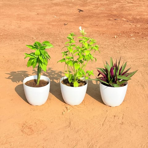 Set of 3 - Pedilanthus,  Wishbone / Torenia (Any Colour) &  Rhoeo / Durangi in 6 Inch White Premium Orchid Round Plastic Pot