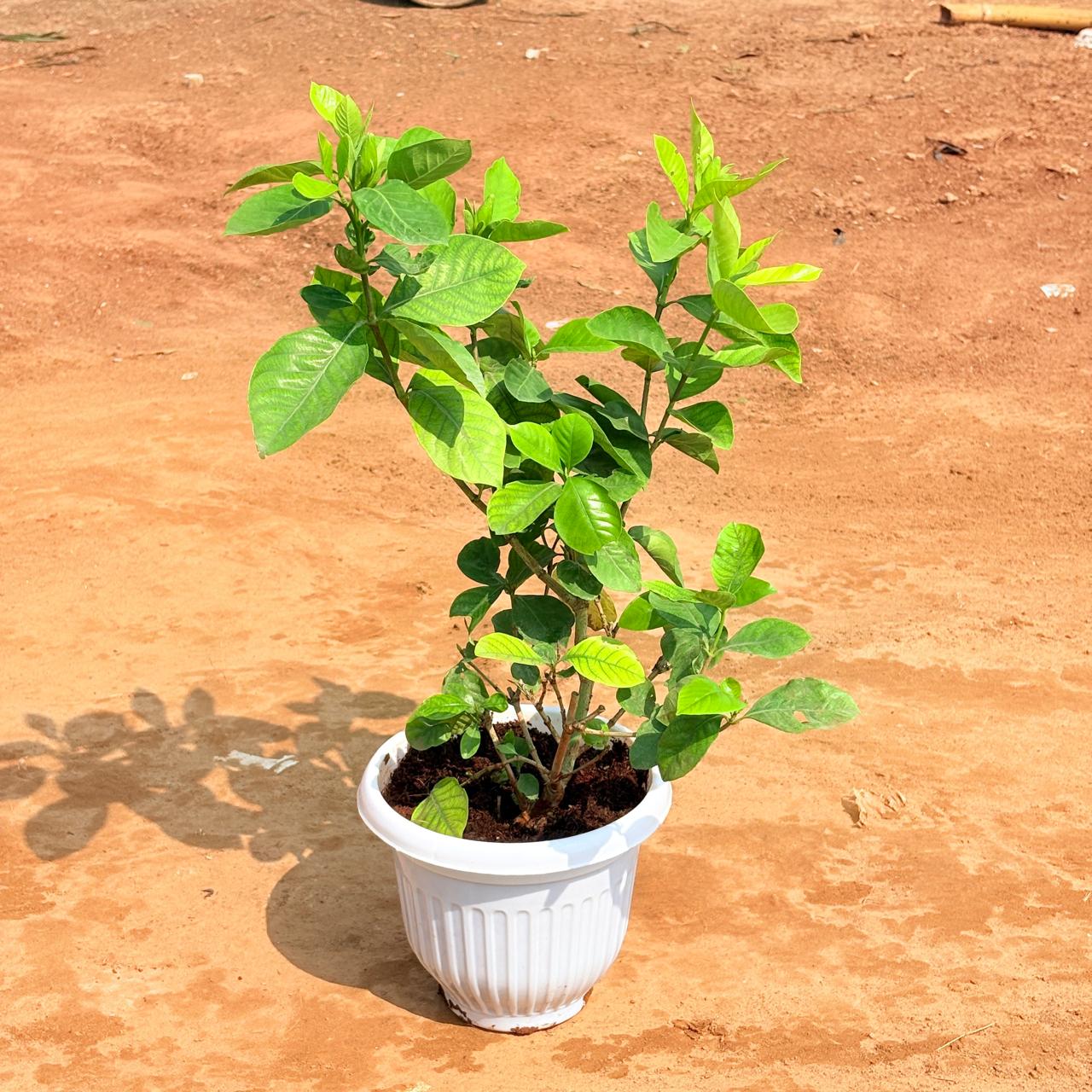 Gardenia / Gandhraaj (Any Colour) in 8 Inch White Olive Plastic Pot