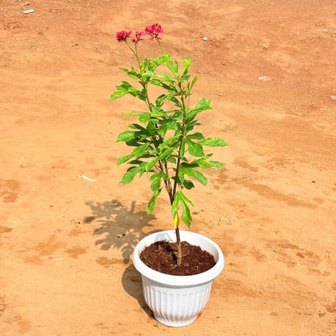 Jatropha / Sundar Rupa in 8 Inch White Olive Plastic Pot