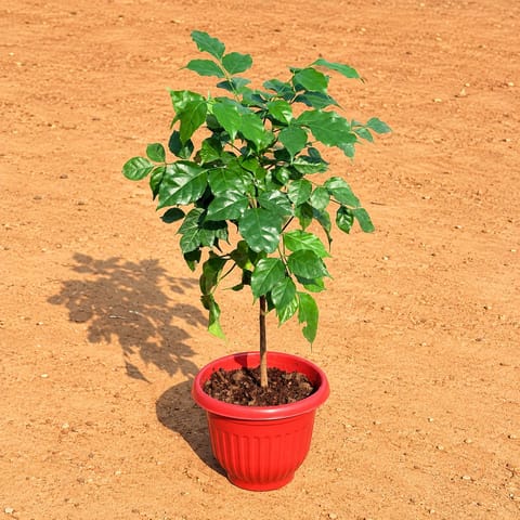 Radermachera / China Doll (~ 1ft) in 8 Inch Terracotta Red Olive Plastic Pot