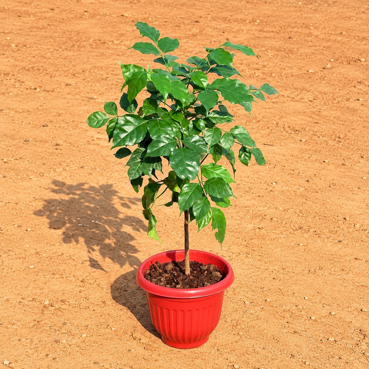 Radermachera / China Doll (~ 1ft) in 8 Inch Terracotta Red Olive Plastic Pot