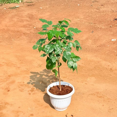 Radermachera / China Doll (~ 1ft) in 8 Inch White Olive Plastic Pot