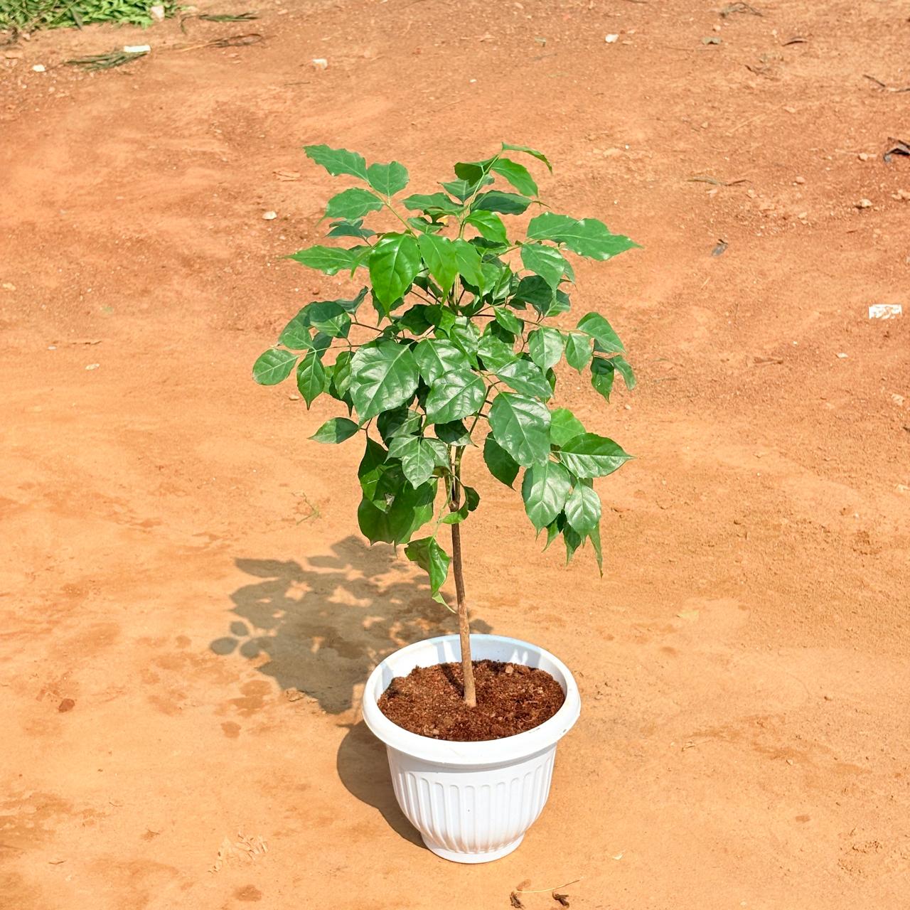 Radermachera / China Doll (~ 1ft) in 8 Inch White Olive Plastic Pot