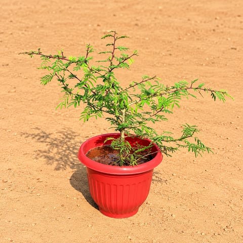 Shami in 8 Inch Terracotta Red Olive Plastic Pot